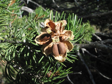 Pinus edulis